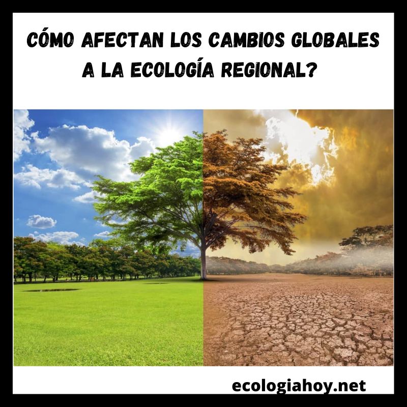 Ecolog A Regional Definiciones Tipos Ejemplos Ecolog A Hoy