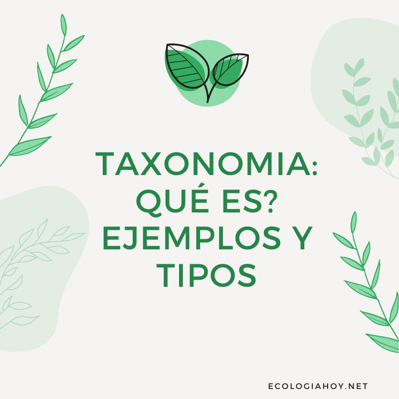 Taxonomia Qu Es Ejemplos Y Tipos Ecolog A Hoy