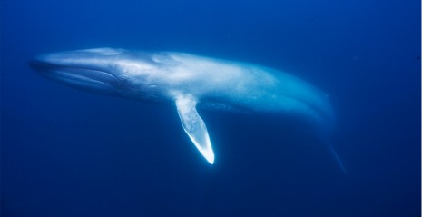 ballena-azul2