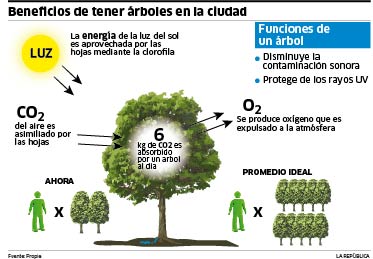 infografia-arboles | Ecología Hoy