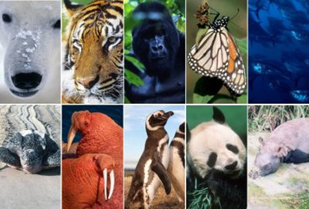 Lista-de-animales-en-peligro-de-extincion