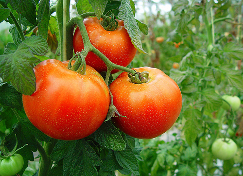 tomates-tomatera-cultivo