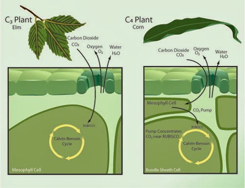 Fijación de carbono en las plantas C4 2