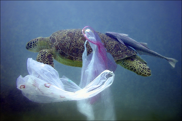 contaminacion-mares-plastico-tortuga