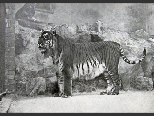 las-fotos-de-10-animales-que-ya-se-han-extinguido-tigre-caspian-600x451