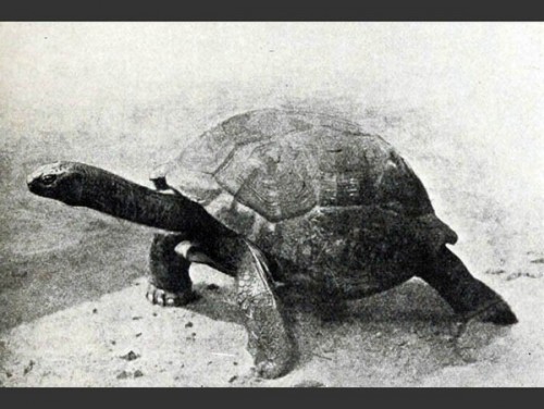 las-fotos-de-10-animales-que-ya-se-han-extinguido-tortuga-gigante-de-las-seychelles-600x451