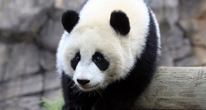 pandaCuriosidades-sobre-los-osos-panda