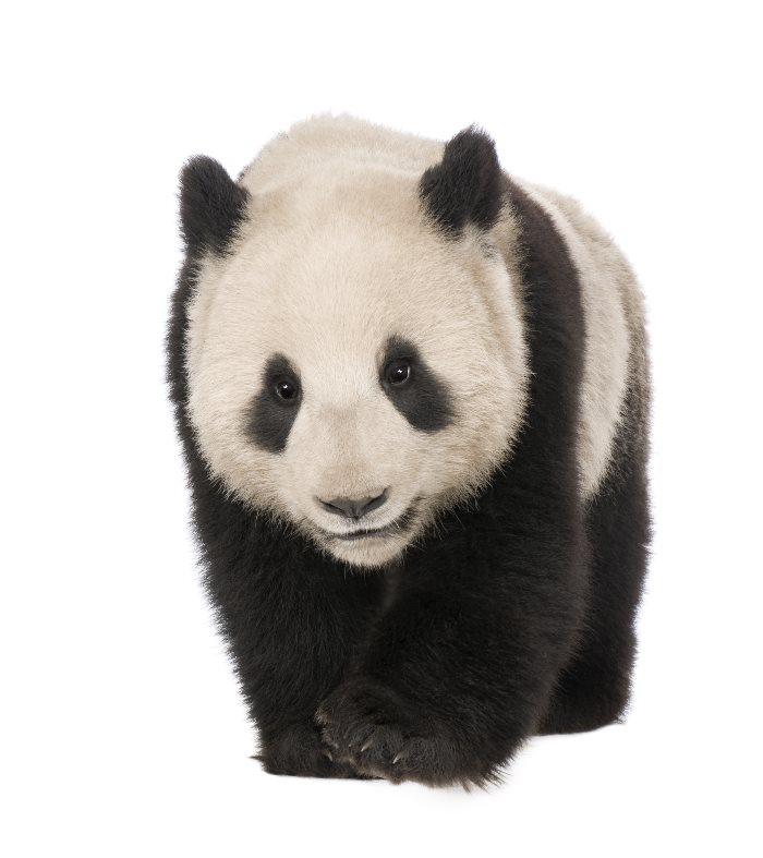 pandaTH 93216573 Oso Panda 18 meses