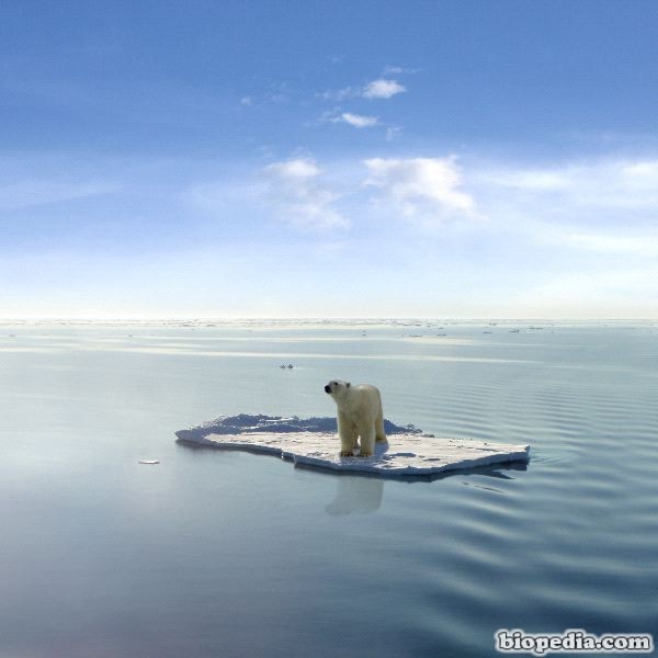 el-ultimo-osos-polar
