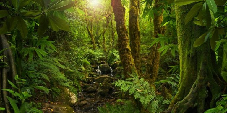 Selva Qué Es Tipos Y Características De Las Selvas Ecología Hoy 