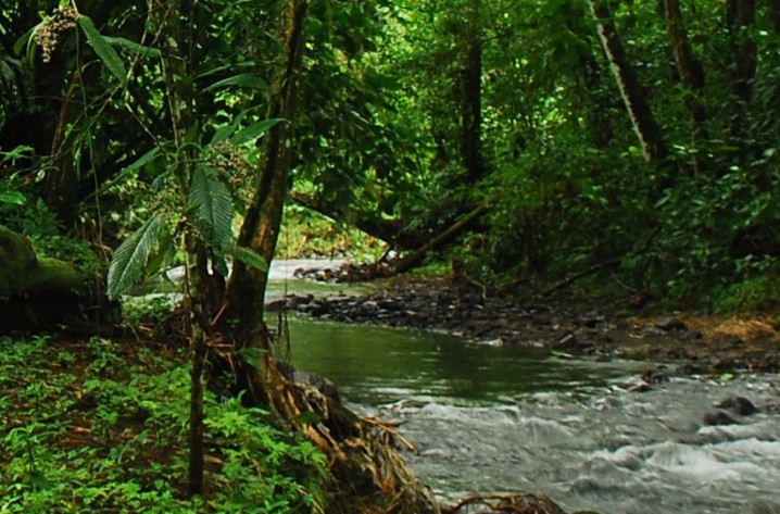 Bosques tropicales: Qué son, Características, Clima, Flora y Fauna |  Ecología Hoy