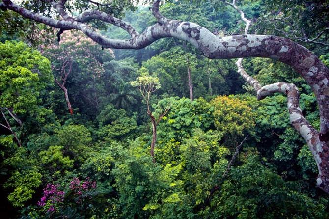Bosques tropicales: Qué son, Características, Clima, Flora y Fauna |  Ecología Hoy