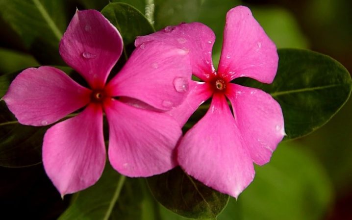 50 Tipos de flores (clasificación, nombres y fotos) | Ecología Hoy