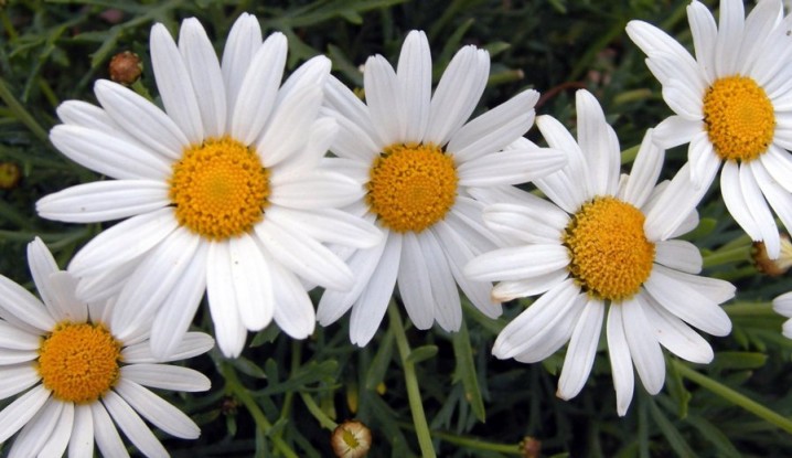  Tipos de flores (clasificación, nombres y fotos)