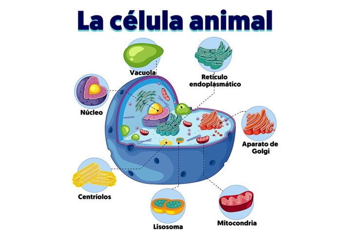 Partes de la célula animal y sus funciones | Ecología Hoy