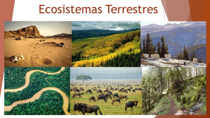 Ecosistema Terrestre Significado Origen Funci N Y Tipos The Best Porn Website