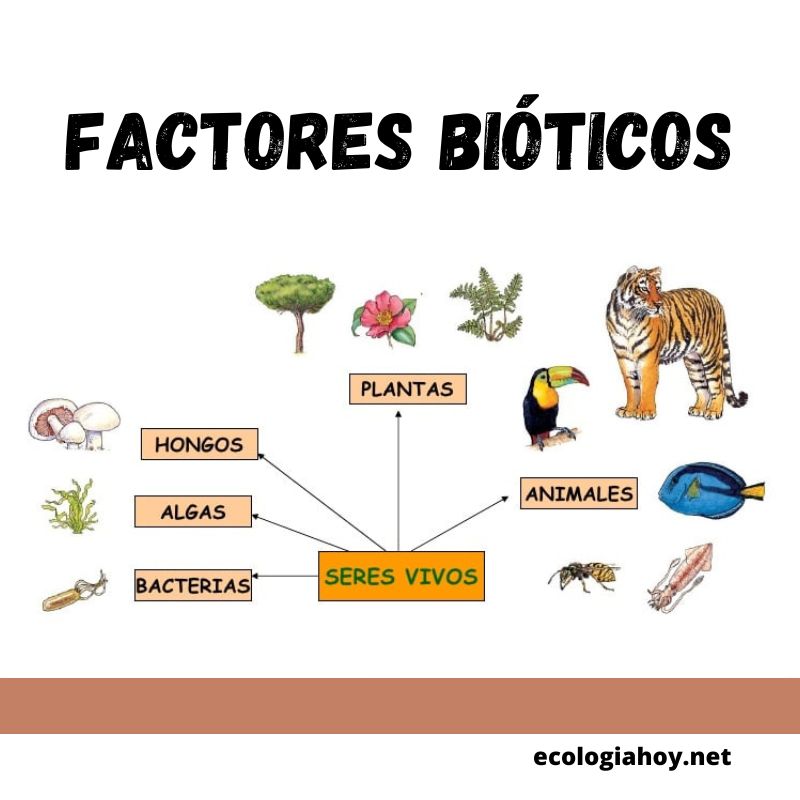 Ejemplos De Factores Bioticos De Un Ecosistema Ejemplo Interesante