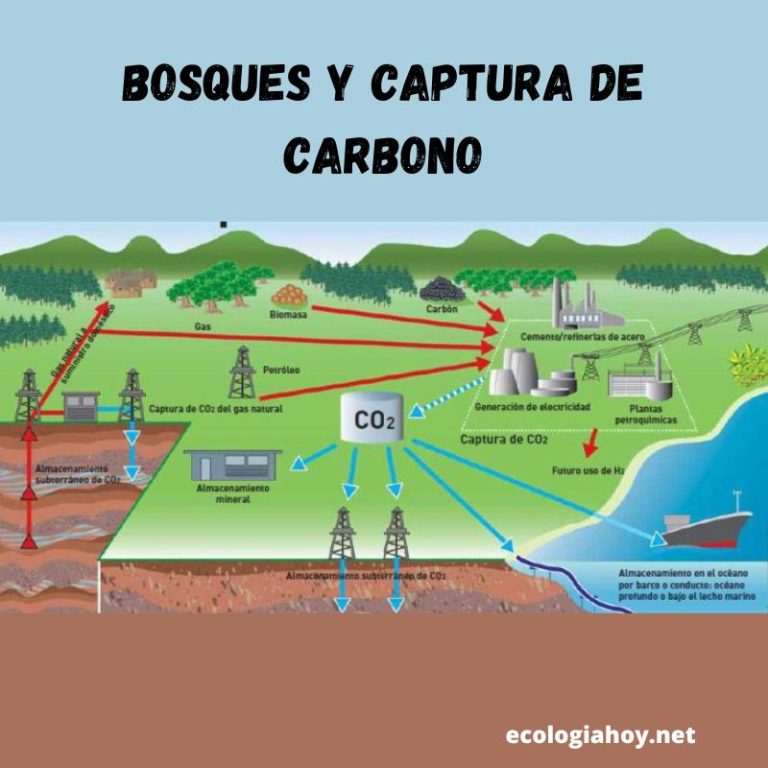 ¿cuál Es La Importancia De Los Bosques Y Cómo Podemos Protegerlos Ecología Hoyemk 7275