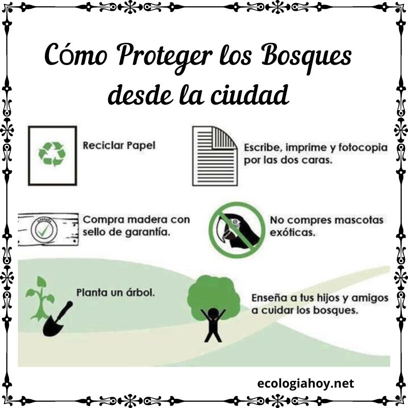 ¿Cuál Es La Importancia De Los Bosques Y Cómo Podemos Protegerlos ...